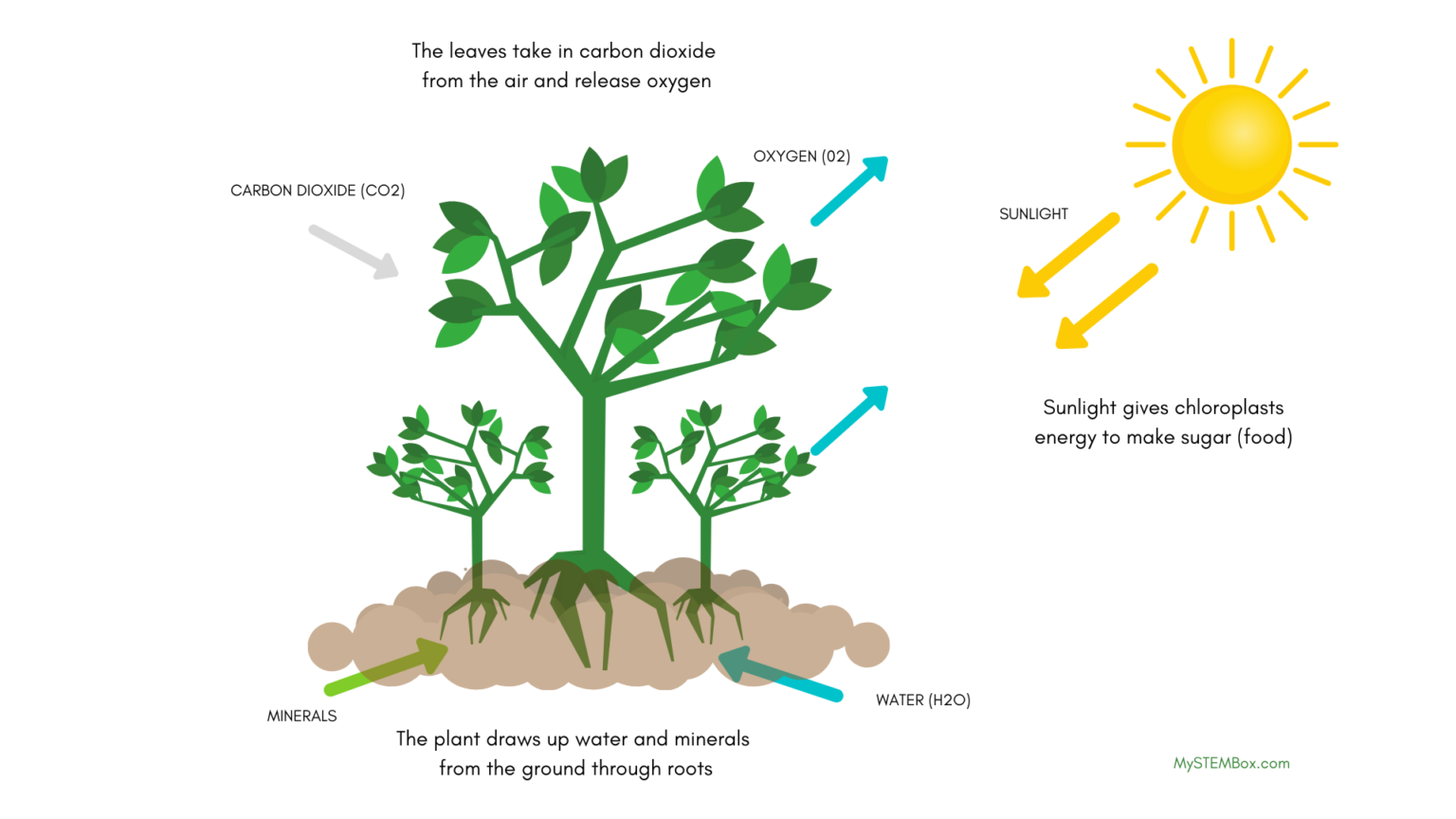 How do plants breathe information