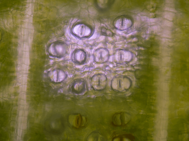 stomata of a plant