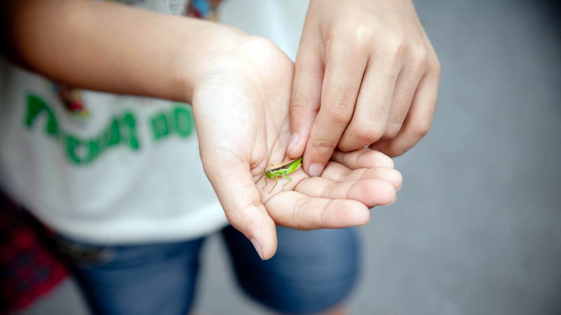 hexbug nano activities