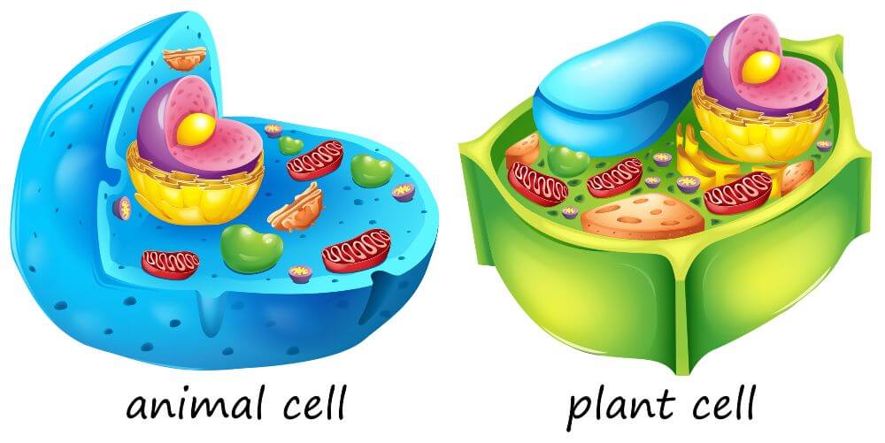 Animal vs. Plant Cells