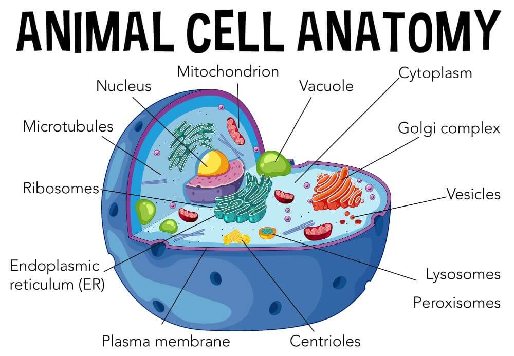 Nucleus Of A Cell For Kids