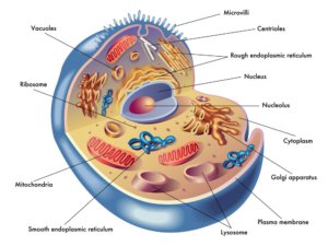 What Is a Cell for Kids? – My STEM Toys